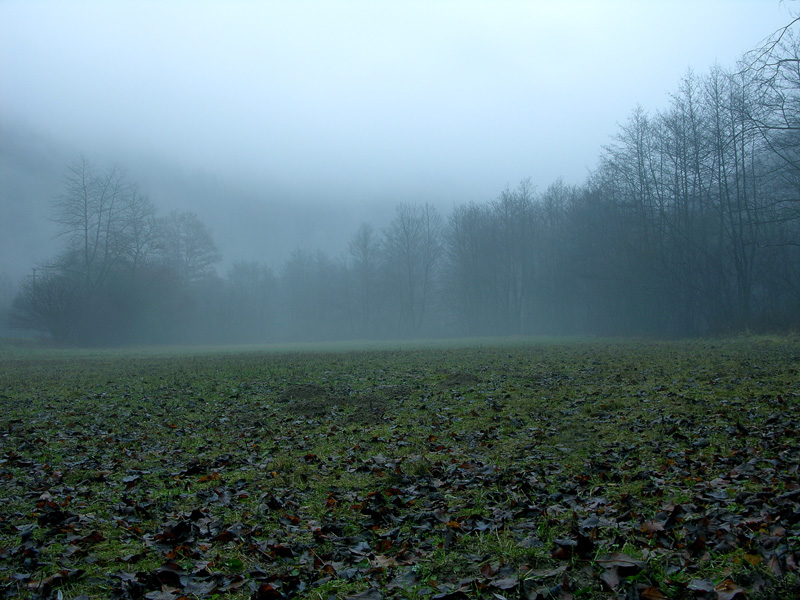 Atmosfere nel bosco......